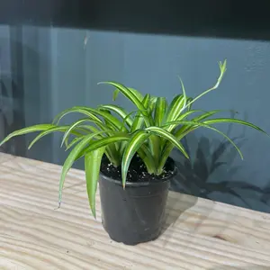 Spider Plant 4 Inch Pot Hawaiian