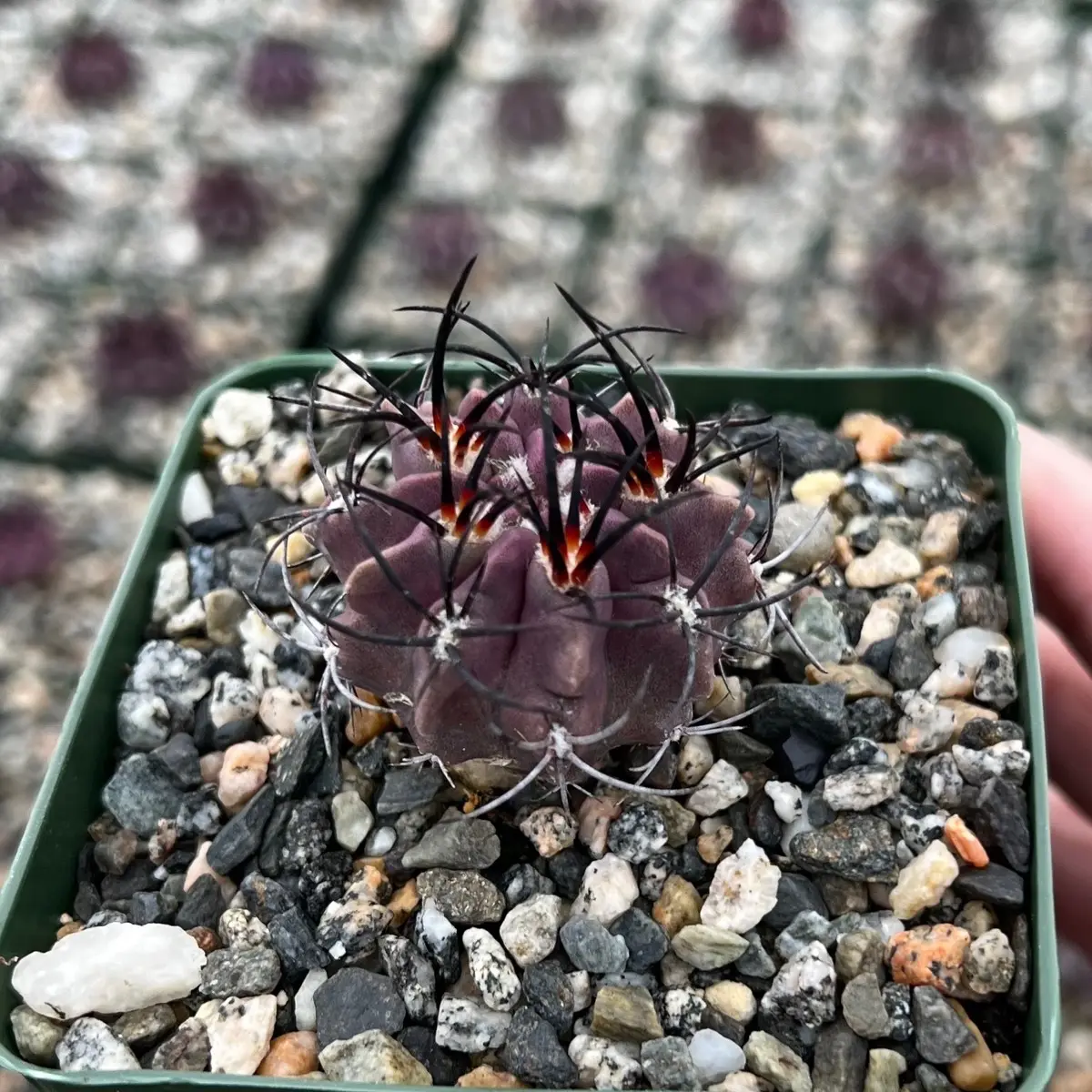 Neochilenia Jussieui in 3.5” pot, Purple Cactus Rare Cactus