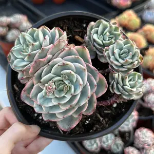 Echeveria 'Atlantis' Variegated Cluster (around 6'') - Bare Root Succulents - Terra Tales