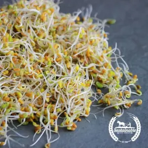 Crimson Clover - Organic - Sprouting Seeds