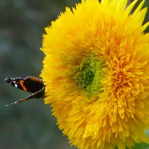 Dwarf Teddy Bear Sungold Sunflower Seeds, Fluffy, Golden Pom-Pom Blooms, Only 3ft Tall! Flowering Plants Garden Nursery