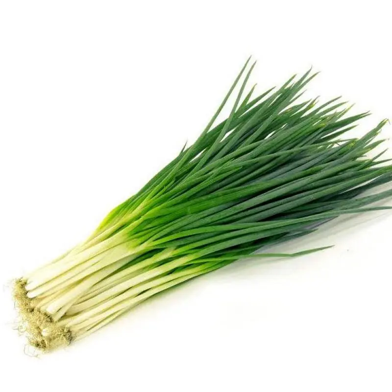 1000 Seeds of  Scallions – Easy-to-Grow Potted Vegetable Seeds for Gardens & Balconies | Year-Round Planting, Beginner-Friendly Herb Seeds