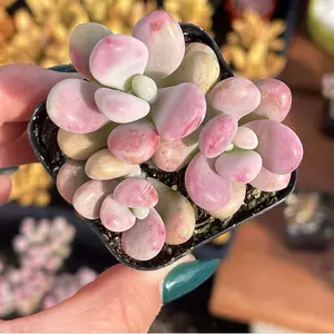 2” Graptopetalum Amethystinum – Baby Pink Succulent | Pink Moonstone