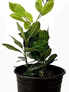 Bay Laurel Plant One Gallon Live Plant Ornament Decor
