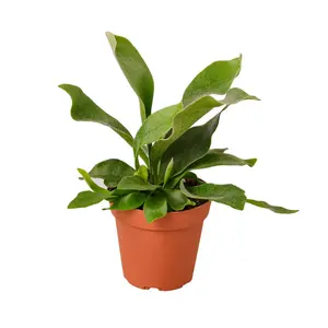 212 MAIN Easy-Care Low-Light Staghorn Fern with Fuzzy Leaves, 4 in. Garden Nursery Pot for Home Improvement & Garden Supplies (Dropship Eligible)