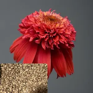 Green River 50 Orangeberry Coneflower Seeds - Flower Seed Pack, Rare Perennial Echinacea Mix, Fast-Growing Outdoor Plants for Pollinators, Clearance Garden Seeds for Full Sun