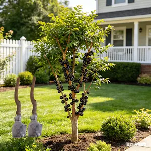 (WL+FF)Jaboticaba Tree Plant – Tropical Berry Fruit Tree for Container Garden, Backyard & Patio Growing, Exotic Home Garden Plant
