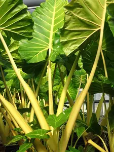 Alocasia Giant Gold Lutea 'Golden Tiger'  - Yellow stem - Elephant Ear LIVE PLANT (not bulbs) - 2-3ft tall - shipped from sunny Florida