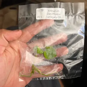 Anthurium Variegated Dark Phoenix – Ultra Rare Tissue Culture Plantlet | Collector’s Aroid Starter