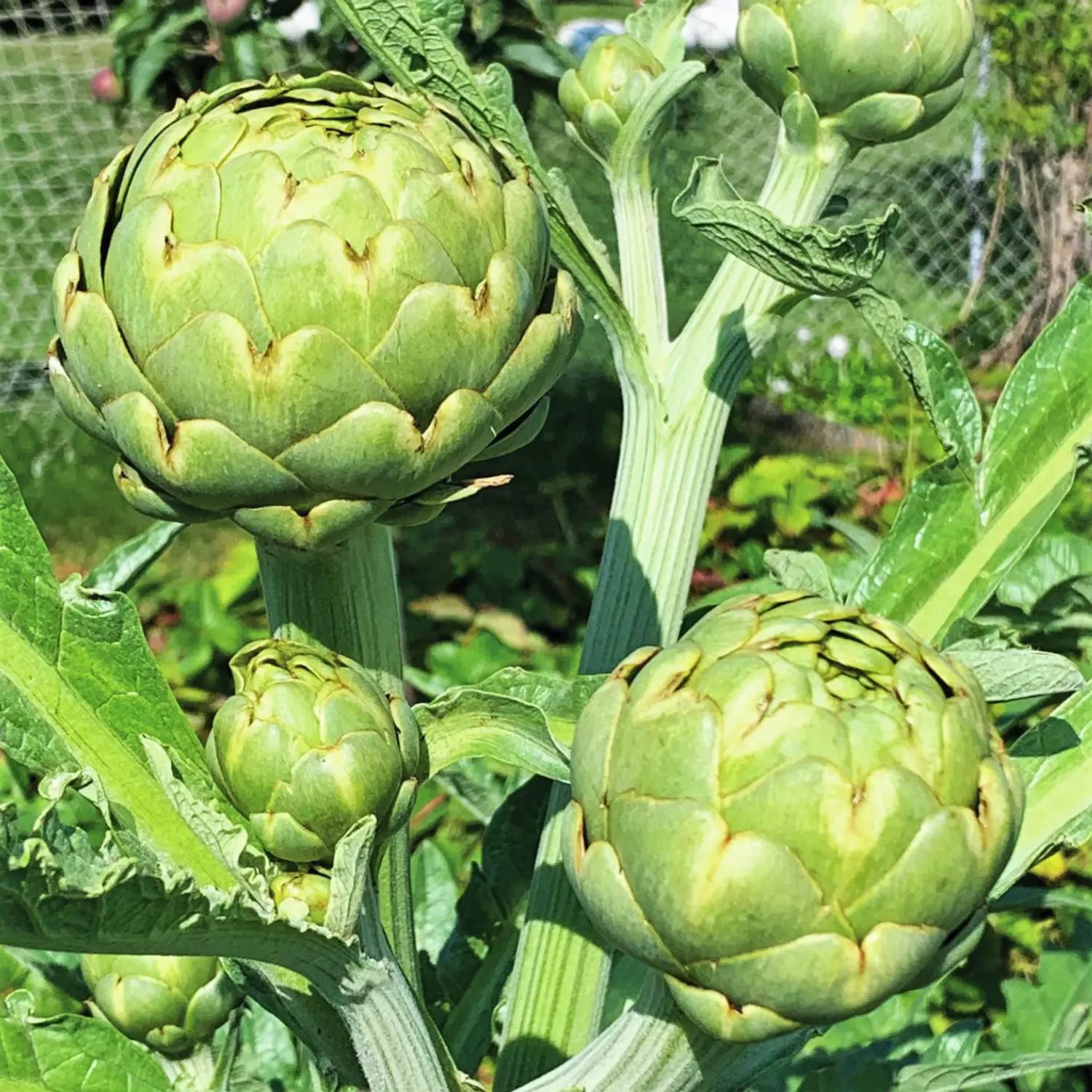 Green Globe Artichoke Seeds Green Globe Artichoke Seeds