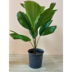 Vanuatu Fan Palm - Ruffled Fan Palm - Live Plant in a 1 Gallon Pot - Licuala Grandis - Extremely Rare Ornamental Palms of Florida