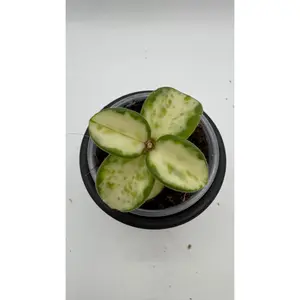 Hoya Mathilde Variegated  ROOTED