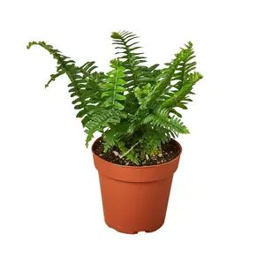 Jester's Crown Fern - Live Starter Plants in 4 Inch Grower's Pots - Nephrolepis Obliterata - Exotic Textured Foliage for Your Garden