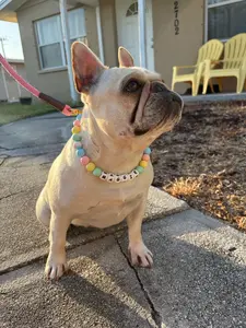 Custom Dog Collars - Personalized Accessory for Your Pet's Style Needs