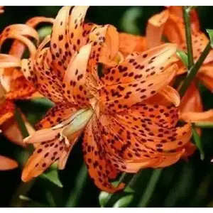 Tiger Lily orange,  (Bag Of 3)  Perennial,