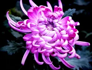 Chrysanthemum 120 Seeds Pink Flower Authentic Chinese Spider Edible Tea - Pest-Free, Suitable for Indoor Cultivation, Ideal for Meditative Gardening