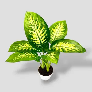Dieffenbachia Tropic Snow 6” - Easy Care Low Maintenance House Plant - Not Pet Safe