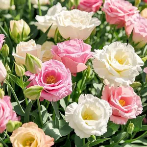 Mixed Lisianthus Seeds 800 Count Pack – Ornamental Eustoma Flower Seeds for Backyard Garden Borders, Patio Planters, Balcony Pots and Outdoor Decorative Planting – Seeds Only, Not Live Plants