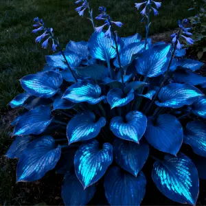 800pcs Mixed Flower Seeds for Planting, Assorted Garden Flower Seeds, Seeds Only, Not Live Plants