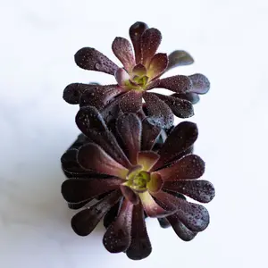 Black Rose Succulent Plants Live | Aeonium Black Rose | Aeonium Arboreum ‘Zwartkop’ |