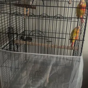 Birdcage Cover Bird Supplies - Universal Anti-Slip Elastic Grip Mesh Seed Guard Skirt, 360-Degree Breathable Netting, Multi-Size S/XXL, Beak-Proof Durable, Machine-Washable No More Mess Accessory (1 x Mesh Cover Included), Bird Cage Accessory, Honeycomb,