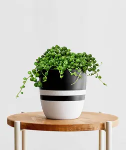 String of Pearls