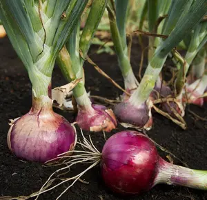 Red Onion Seeds - Organic, Heirloom, Open Pollinated, Non GMO - Grow Indoors, Outdoors, In Pots, Grow Beds, Soil, Hydroponics & Aquaponics