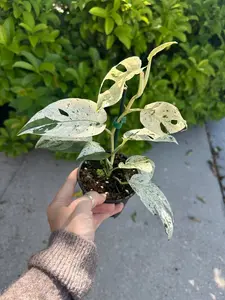 Epipremnum pinnatum marble - 4” pot