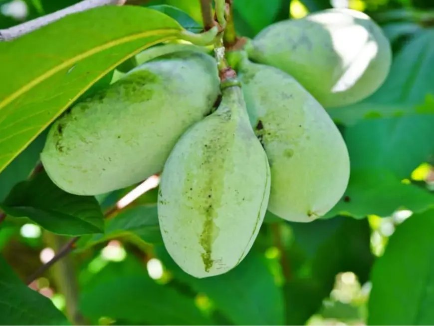 2 Paw Paw Indian Banana Tree - Live Plant - 6-12" Tall Seedling - Quart Pot - Ships Potted - Asimina triloba - No Ship To AK, HI and P.R.