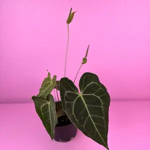 RARE Anthurium Clarinervium 6” | Velvet Anthurium | Rare Houseplant