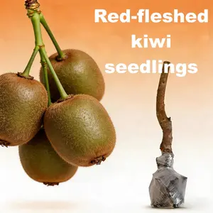 Red Kiwi Live Plant for Planting – Heirloom Non-GMO Sweet Red Flesh Kiwi Vine Tree, Fast Growing Hardy Fruit Plant for Outdoor Backyard Patio Garden