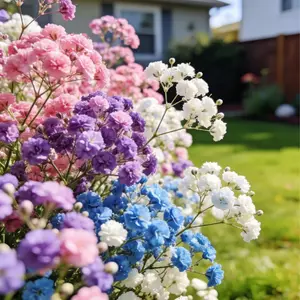 Baby’s Breath Seeds 100 Count for Planting Outdoors, Mixed Gypsophila Flower Seeds, Long Blooming Garden Flowers for Flower Beds, Walkways and Landscape Decoration