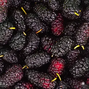 Black Mulberry Tree Seeds | Black Persian Mulberry | (Morus nigra)