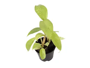 Philodendron Paraiso Verde 2” Potted Live Plant - Rare Variegated Houseplant - Exotic Tropical Aroid - Long Serrated Leaves - Mottled Green Variegation - Collector’s Item - Fast Growing - Unique Indoor Plant - Statement Foliage