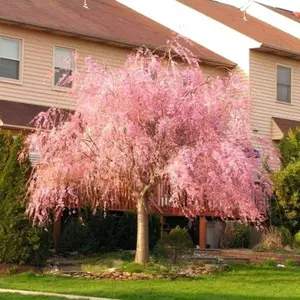 Green River 5 Peach Cherry Tree Seeds - Perennial Flower Seed Pack, Fragrant Pink Blooms for Landscape Gardening, Easy to Plant, Fruit Tree Seeds for Outdoor Yards, Premium Heirloom Seeds