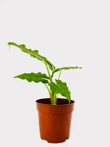 Alocasia Portei - Malaysian Monster, Elongated Deeply Lobed Leaves, Upright Glossy Green Foliage, Ideal for Bright Humid Spaces, Perfect for Indoor and Outdoor Tropical Features
