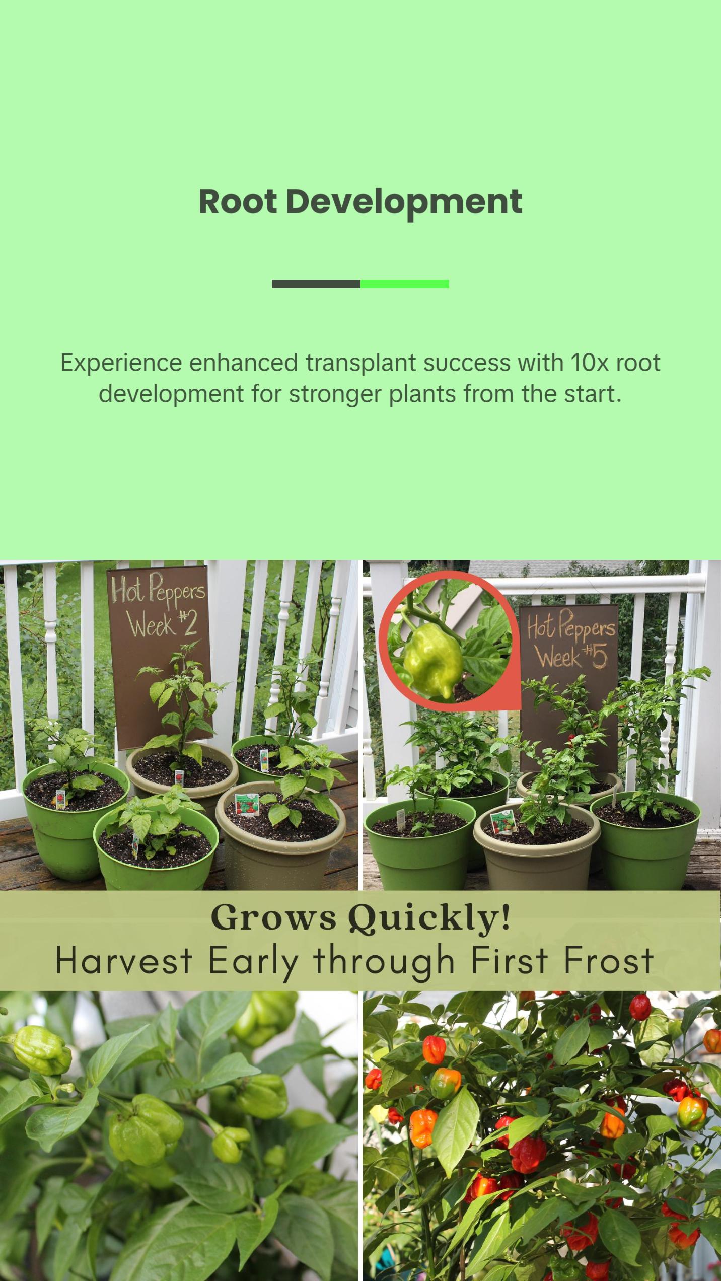 Jalapeno Megatron Peppers | Two Live Garden Plants | Jumbo Fruit, Non-GMO, Mild Heat, Great Producer