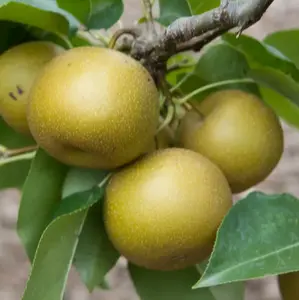 Chojuro Pear Tree - Attractive Yellow-Brown Pears with Butterscotch-Like Flavor, Fragrant White Flowers, Crisp Flesh, 3 Inch Fruit Size