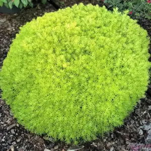 Sedum lemon ball  (Live plant) Stonecrop ,Succulents