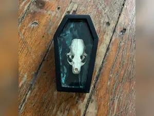 Weasel Skull Coffin Curio