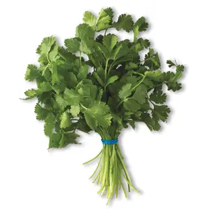 Organic Cilantro Seeds - Slow Bolt for Spring Planting - Cool Season Herbs - 50-70 Days Harvest Time - Easy to Grow by Family - Plant Herbs by Mai's Family