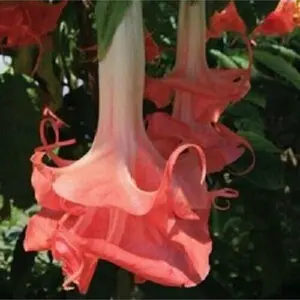 Green River- 10 Double Pink Angel Trumpet Seeds, Brugmansia Datura - Premium Seeds for Indoor Gardening, Grows Up to 6-10 ft Tall, Hummingbird Friendly, Warm Colors