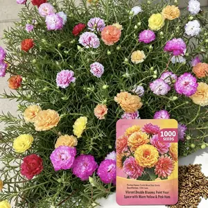 1000 Count Double Moss Rose Seeds, Non-GMO Hardy Annual Flower, Heat & Drought Tolerant Multi-Color Double Blooms for Garden Ground Cover & Border Landscaping