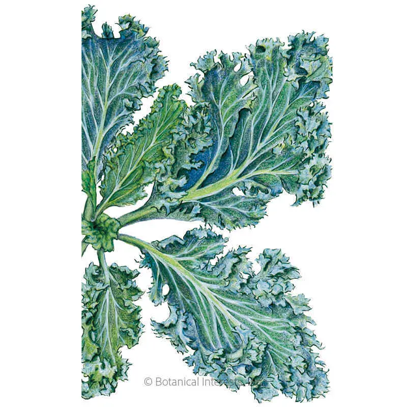 Dwarf Blue Curled Kale Heirloom Garden Seeds Vegetable, for Home Garden Planting Supplies, Heirloom Seeds