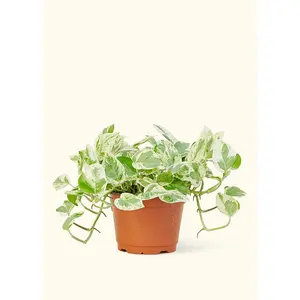 Pothos 'Pearls and Jade', Medium