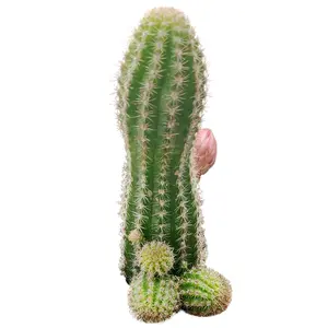 Peanut Cactus - Echinopsis chamaecereus