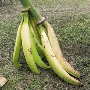 Plantain live fruit plant -TropicalPlantae-