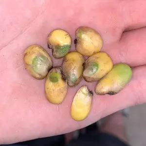 Variegated Monstera deliciosa seeds - 5 pack