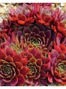 Rubikon – Red Hens & Chicks Succulent (4” Pot)