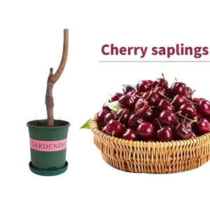 Cherry Live Plant Seedlings – Hardy Compact Fruit Tree Starter Plants for Outdoor Garden Planting, Patio Container Growing, and Home Orchard Expansion